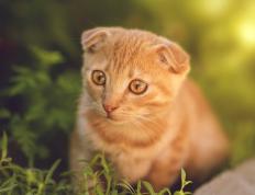 世俱杯-绿茵狂飙，阿尔瓦雷斯如疾风之刃，瑞士防线在他面前形同虚设