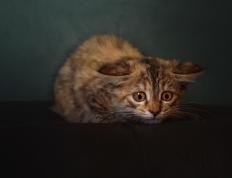 世俱杯决赛-欧冠半决赛之夜，哈利伯顿惊艳四座，当绿茵场的星辰，照亮了篮球的夜空