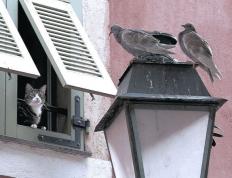 世俱杯改制-绿茵战争与天生主角，当苏格兰风笛遇上斗牛士之魂，卡马文加于硝烟中加冕