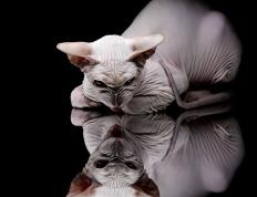 世俱杯奖金-西决生死战，詹姆斯的钢铁意志，关键战役从不手软