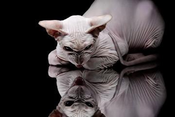 世俱杯奖金-西决生死战，詹姆斯的钢铁意志，关键战役从不手软