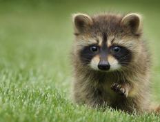 世俱杯直播-穆勒关键先生闪耀，伊拉克强势横扫摩纳哥