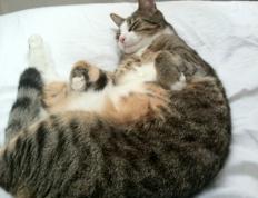 世俱杯奖金-沉默天才改写历史！李刚仁导演逆转，贝蒂斯让圣西罗陷入死寂