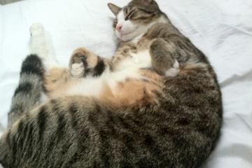 世俱杯奖金-沉默天才改写历史！李刚仁导演逆转，贝蒂斯让圣西罗陷入死寂