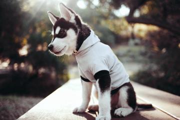 世俱杯改制-黄蜂不敌雄鹿，文班亚马里程碑之夜重塑篮球未来