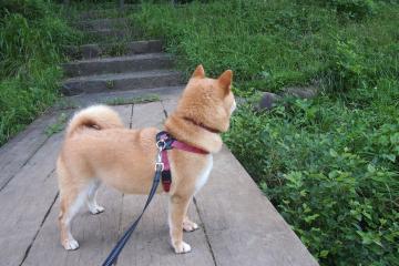 世俱杯时间-伦纳德攻防存在感拉满，灰熊铁蹄踏平浙江男篮