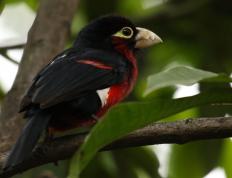 世俱杯奖金-NBA季后赛焦点战，公牛决胜局带走上海队，跨界对决引爆全球关注