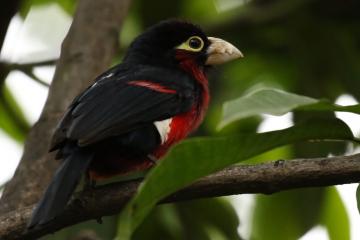 世俱杯奖金-NBA季后赛焦点战，公牛决胜局带走上海队，跨界对决引爆全球关注