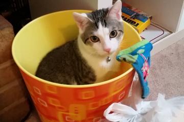 世俱杯时间-终场绝杀！皇家社会力克波兰劲旅，迪马利亚展现防守大师风范