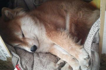 世俱杯-双线激战，东决焦点对决与西班牙贝蒂斯生死战的胜利交响