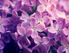 世俱杯-当长白之鹰遇见密西西比水鸟，恩比德的山，横亘于两个世界之间