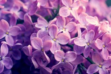 世俱杯-当长白之鹰遇见密西西比水鸟，恩比德的山，横亘于两个世界之间