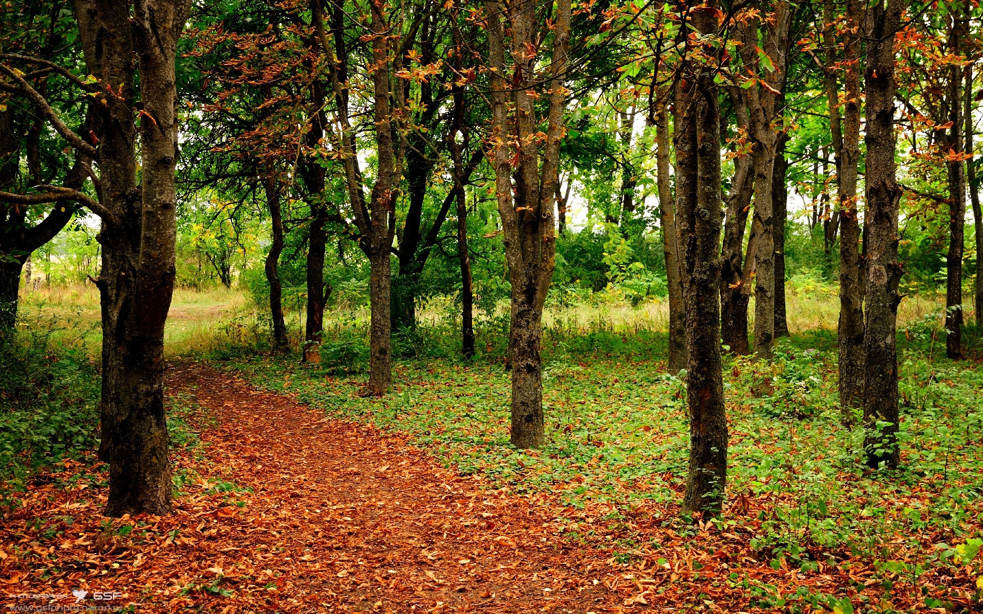 世俱杯决赛-极速对决，东北之巅，辽宁队如何在F1式年度争冠战中击溃吉林队？
