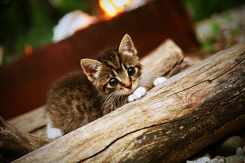 世俱杯参赛资格-超远奔袭绝杀!加克波状态火热,诠释红军铁血精神