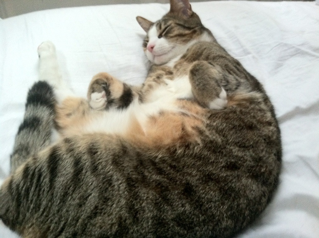 世俱杯奖金-沉默天才改写历史!李刚仁导演逆转,贝蒂斯让圣西罗陷入死寂