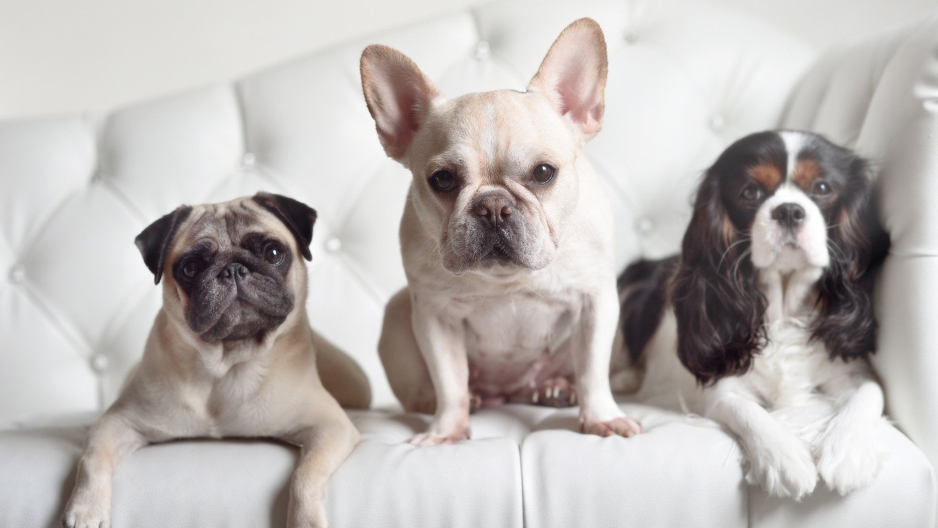 世俱杯奖金-奇迹铸于细微处，牙买加的草根呐喊与凯恩的殿堂证明