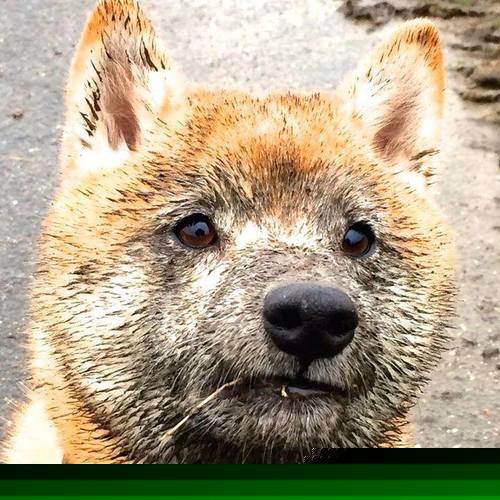 世俱杯改制-剑与盾的协奏，德罗赞统治与吉林锁防的胜利密码