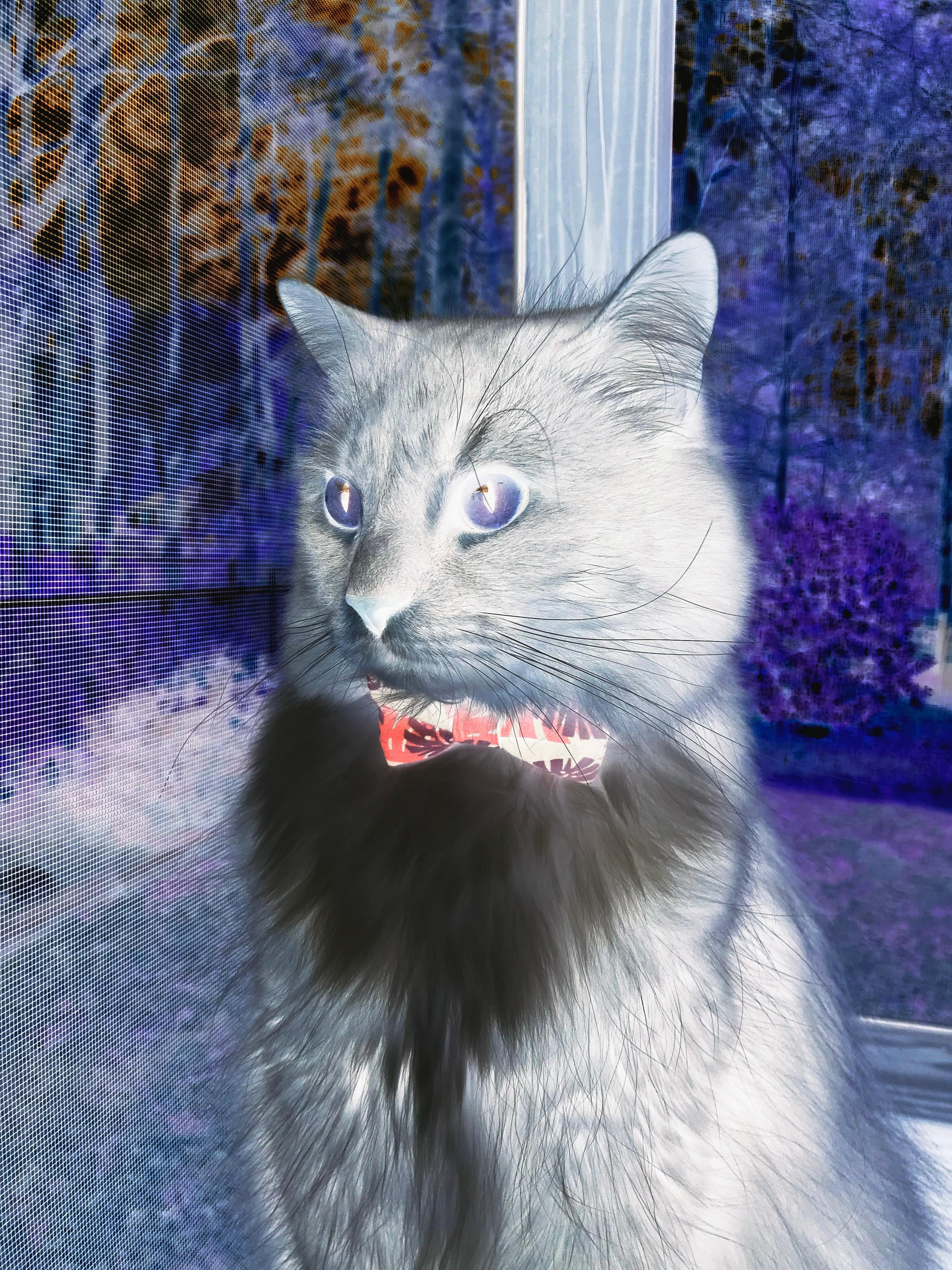 世俱杯直播-生死战显英雄本色，英格拉姆独扛大梁助新疆队险胜深圳队