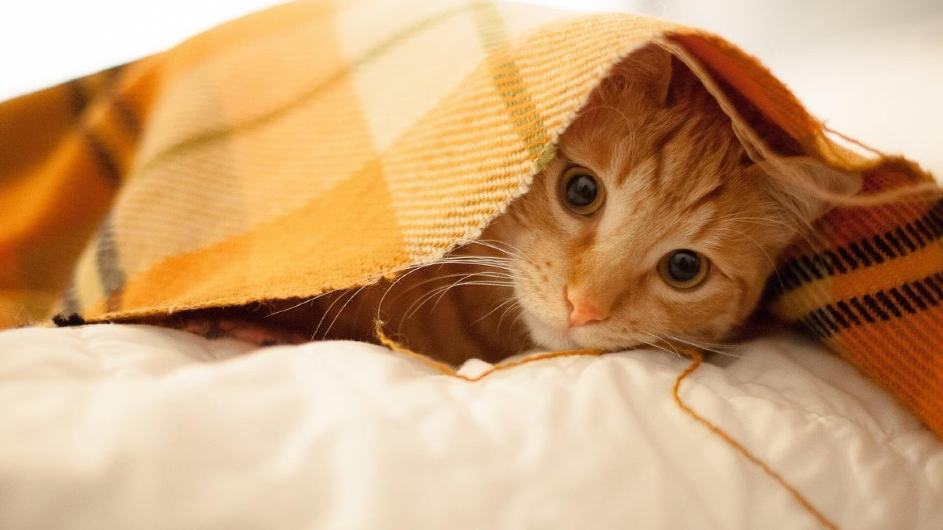 世俱杯2025-暗夜英雄，布鲁诺的制胜一击